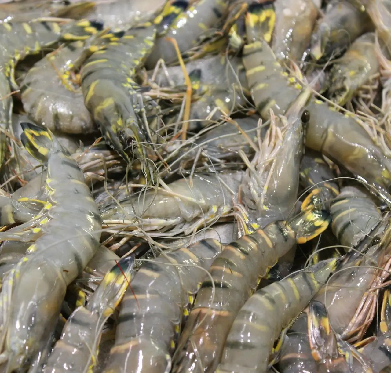 Shrimp