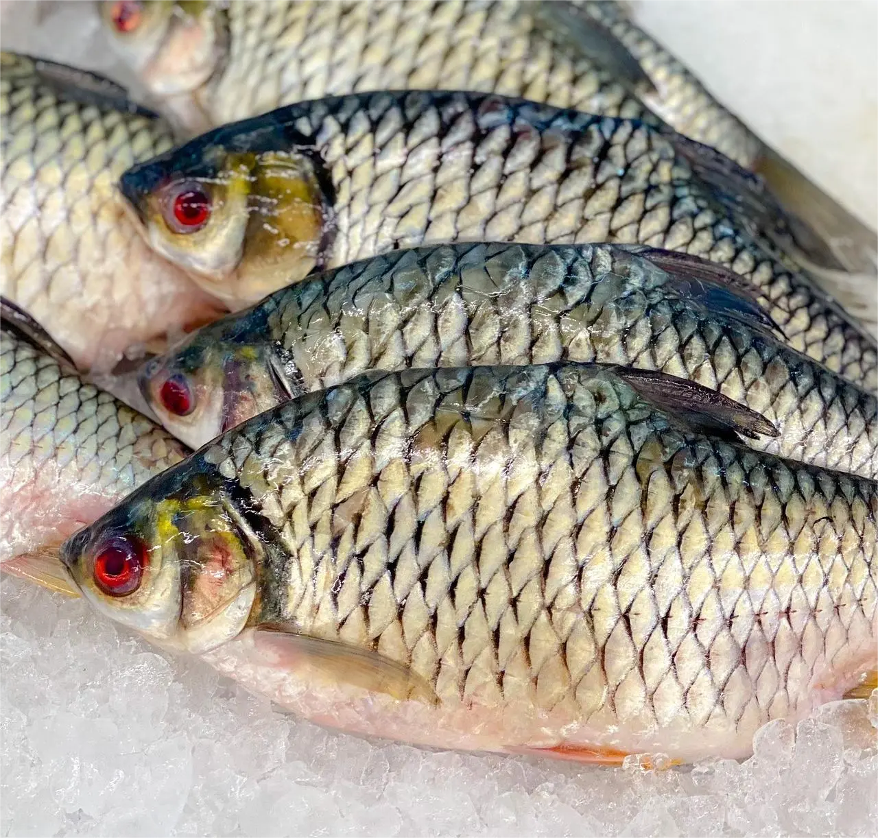 Fish Farming
