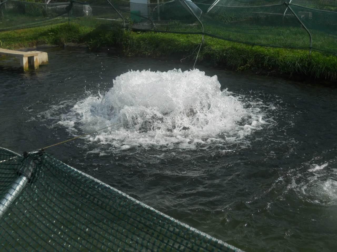 surface-aeration-solutions-for-modern-aquaculture.jpg surface-aeration-solutions-for-modern-aquaculture.jpg